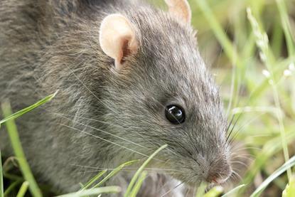 Rattus_norvegicus_-_Brown_rat_05