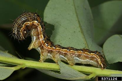 Helicoverpa_armigera_larva