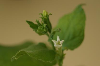Nicotiana_benthamiana_flower