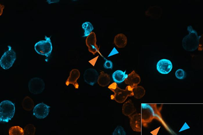 Low-Res_nanotube 3