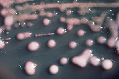 Klebsiella_pneumoniae_01