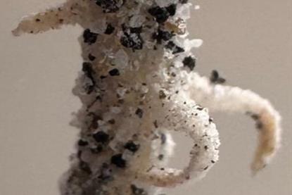 Low-Res_4_chickpea (3)