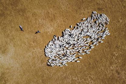 Herding_sheep353_(edited)