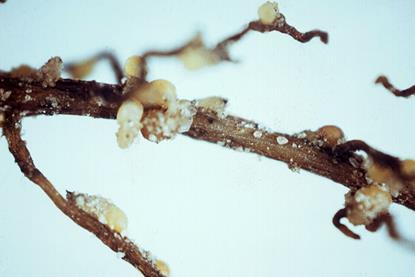 Root_cyst_nematode_infection