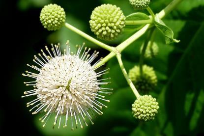 Buttonbush_--_Cephalanthus_occidentalis