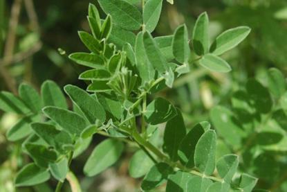 Astragalus_membranaceus