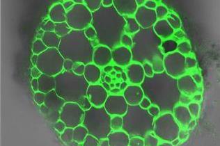 Low-Res_RootMicrobiota