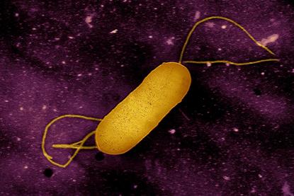 Listeria_Bacterium_-_53895764485