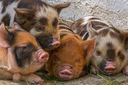 piggy-5240704_1280