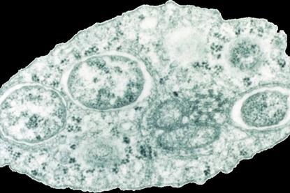 960px-Wolbachia