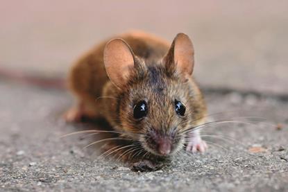 pexels-ralph-407274-7164046