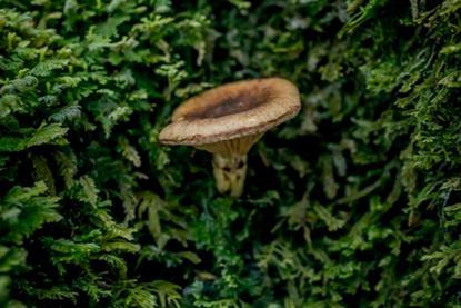 low-res (52)