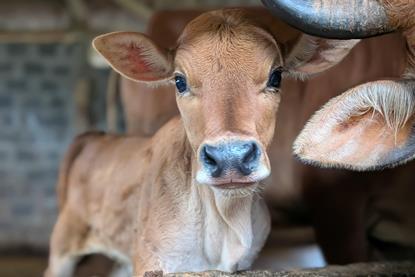 pexels-quy-hoang-251118521-34448690