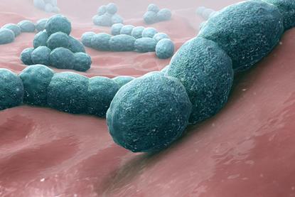 Streptococcus_pneumoniae_-_A_causative_bacteria_of_meningitis