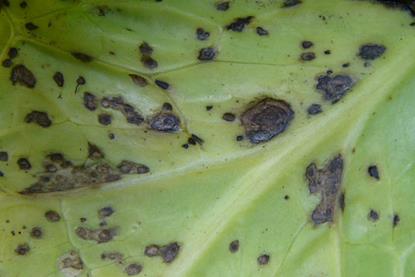 Turnip_yellow_mosaic_virus