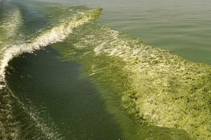 Algal_bloom_in_Lake_Erie_(8740853887)