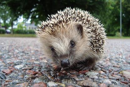 Erinaceus_europaeus_in_Avesta_08