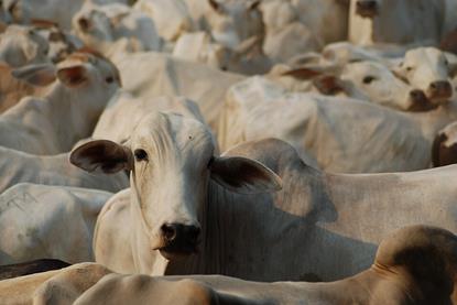 Cattle_in_Pará