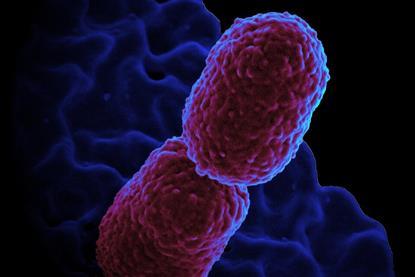 Klebsiella_pneumoniae_Bacterium_(13383468143)