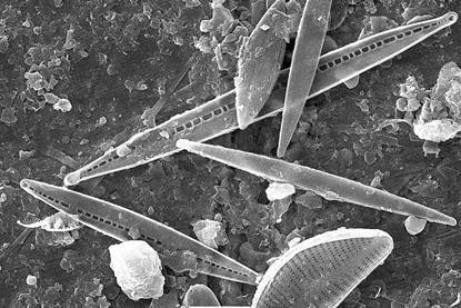 Diatom_algae_(Bacillariophyta)