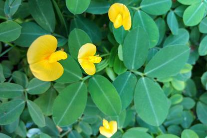 Arachis_pintoi_-_Flower