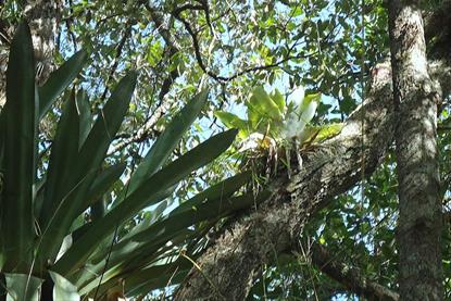 Atlantic_forest,_northeastern_Bahia,_Brazil_(6920320111)