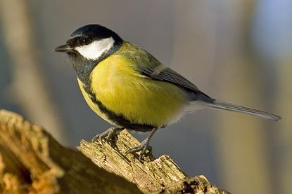 Parus_major_m