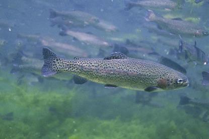 Close_up_of_rainbow_trout_fish_underwater_oncorhynchus_mykiss