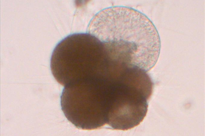 Low-Res_Neogloboquadrina pachyderma growing credit Adele Westgard-1920x1979