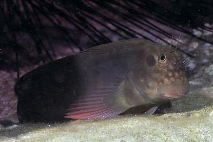Red-lipped_Blenny_-_Ophioblennius_atlanticus