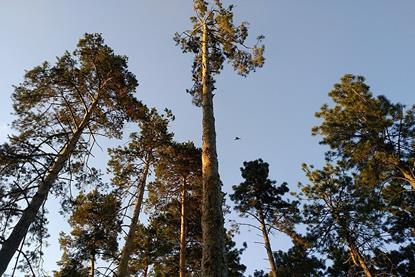 Pinus_sylvestris_in_Almaty_Botanical_Garden