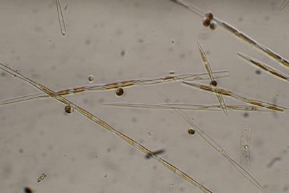 Pseudo-nitzschia