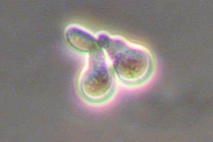 yeast sex