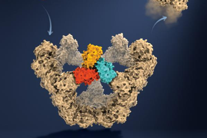 Low-Res_Viral particle assembly