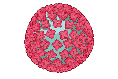 Hantavirus_(NIH_BioArt_682_-_782282).svgz
