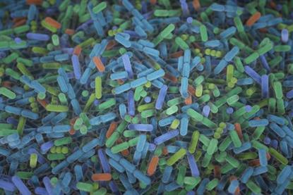 Low-Res_Bacteria_in_the_gut