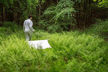 Low-Res_Dornith Doherty_Deanna DePietro dragging for ticks01