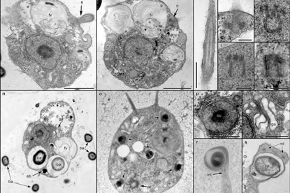 Solarion_arienae_(morphology_and_ultrastructure,_continued)