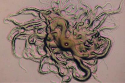 Low-Res_Molecular identification
