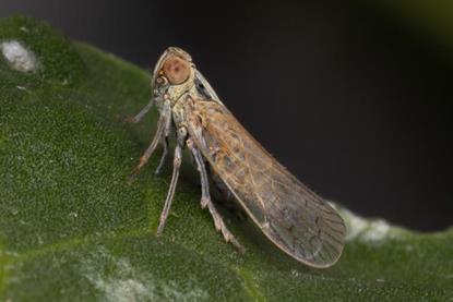 Low-Res_Pentastiridius_leporinus_on_sugarbeet_leaf_Benjamin_Weiss