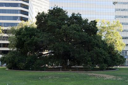 960px-Oak_Tree_growing_in_Frank_H._Ogawa_Plaza