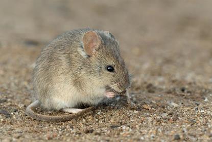 Low-Res_Drylands vesper mouse argentina CC BY-NC, Ignacio_Hernandez