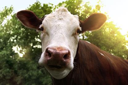 A_Cow_-_NIAID