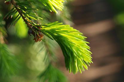 Gemeine_Fichte_(Picea_abies)_junger_Zweig