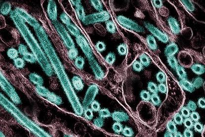 H5N1_Avian_Influenza_A_Virus