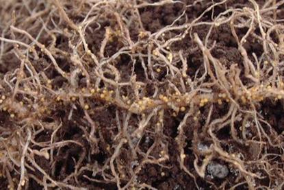 Low-Res_250604-Mizutani-Solanoeclepin-Cysts