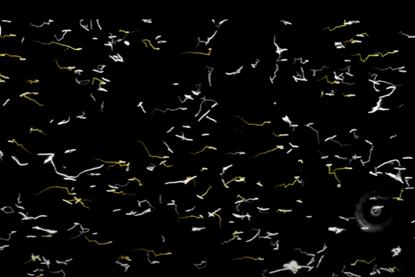 dancing bacteria