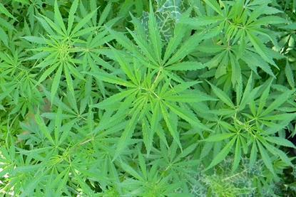 Cannabis_from_pakistan