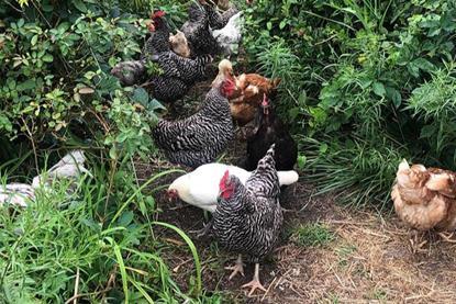 Low-Res_Chickens