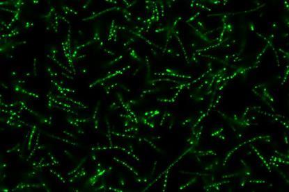 Low-Res_green ecoli condensates